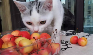 猫能吃水果吗？那得看是什么水果！