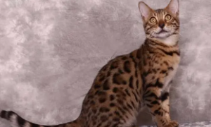 孟加拉豹猫能长多大尺寸？看这里~