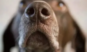 狗的嗅觉范围是多少？你真的知道吗？