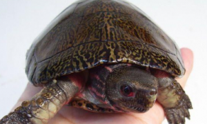 拟眼斑水龟寿命？感兴趣的看看~