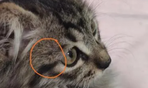 猫咪头顶有结痂的东西，怎么办？