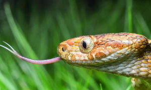 有毒的纹花林蛇，你们怕了吗？