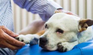 带你了解，狗狗脑膜炎怎么引起的？