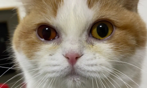 猫咪眼睛发炎会自愈吗？答案在这里