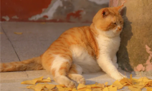 橘猫为什么这么肥？原因有这些~
