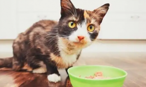 猫咪吃的少是什么原因？这几种情况要注意区分