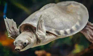 龟中绅士——猪鼻龟，饲养需要注意哪些点？