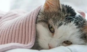 没有体温计怎么判断猫咪发烧？一起来学习！