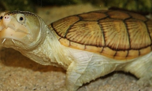 动胸龟属于保护动物吗？可以家养吗？