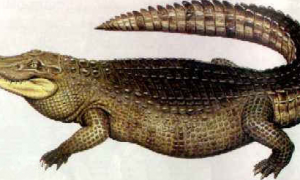 史前巨鳄：亚马逊莫拉氏鳄，了解一下