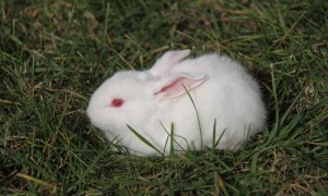 大家都熟悉的中国白兔，你知道该怎么选吗？
