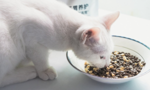 养猫小知识：猫咪换粮拉稀怎么办？