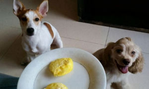 狗狗吃蛋白好还是蛋黄好？这里有答案！
