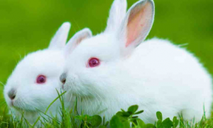 中国白兔怎么养可以洗澡吗？篇文章给你答案！