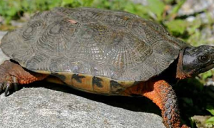 想知道木雕水龟能活多久？来看看这篇文章