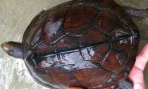 石金钱龟是深水龟吗？该如何去喂养呢？