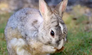 养宠经验：兔子耳螨专用药