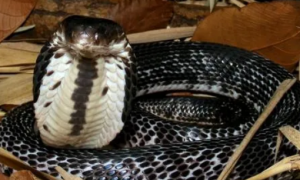 一篇关于泰国眼镜蛇的科普，速来围观！
