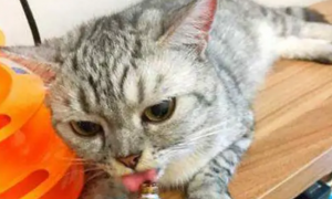 猫咪超爱吃营养膏的，但是日常真有必要天天吃吗？营养品别乱吃