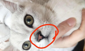 小猫鼻孔有黑垢可能存在的原因，宠主可以看看