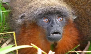 1个家庭每年生1个宝宝，卡奎塔红须伶猴数量稀少！