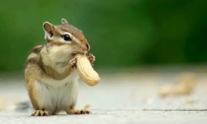 小松鼠吃什么食物？吃这些就可以