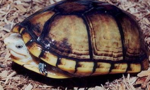 每日一学，褶皱泥龟的饲养方法分享