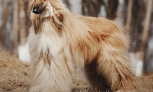阿富汗猎犬毛怎么打理？有人知道吗？