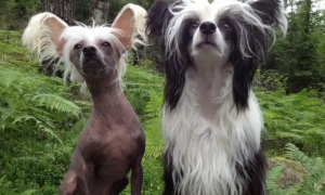 中国冠毛犬是最丑的狗品种，你知道吗？