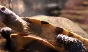 红头扁龟的寿命是多少年？又有哪些习性呢