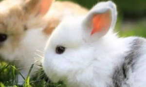 兔子每天要吃多少兔粮？