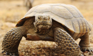 关于沙漠地鼠龟的信息，你知道多少呢？