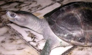 巨型棱背龟的寿命，你们都清楚吗？