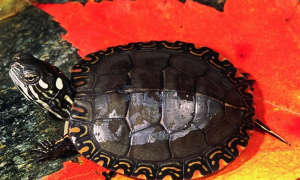 东部锦龟的挑选技巧有哪些？看看这篇文章就知道了~