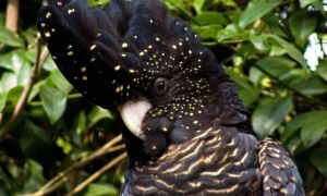 红尾黑凤头鹦鹉多少钱一只？一文替你解答！