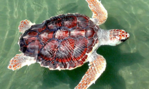 红海龟能活多少年？速速来了解！