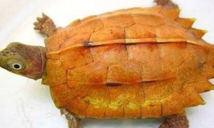 养龟小知识：枫叶龟和锯缘龟哪个贵？