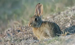沙漠棉兔是巨兔品种吗？看这里就知道了
