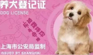 上海“宠物码”上线试行，可查看犬只免疫和办证情况