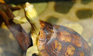 潘氏闭壳龟饲养环境有什么要求？这篇文章告诉你