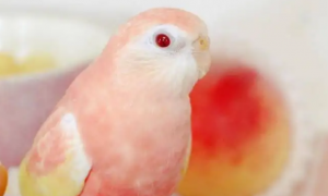 伯克氏粉色鹦鹉怎么喂养？你的喂养方式是正确的吗？