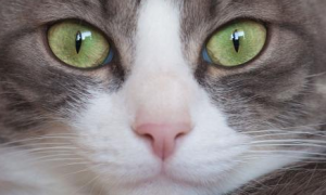 一文详解猫眼睛一天的变化形状！