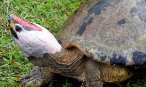 话说，西瓜龟是水龟吗？瞧瞧