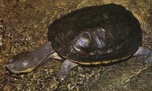 南美蛇颈龟喜欢什么样的生活环境？不清楚的快来看看！