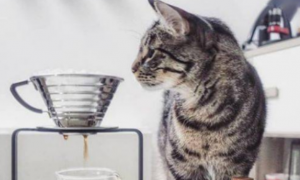 家里的猫狗能喝咖啡吗？看完这篇文章你就懂了！