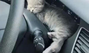 猫咪放车里会憋死吗？这篇文章给你答案