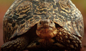 豹纹陆龟能吃薄荷叶吗？具体看这里！