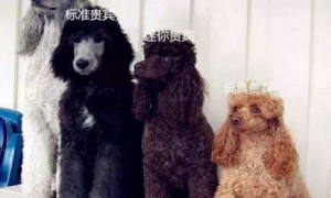 4种不同类型的贵宾犬全面介绍，你更喜欢哪一种？