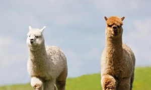 我来告诉你：羊驼为什么被称为草泥羊？