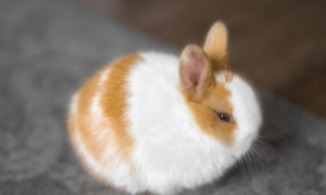荷兰侏儒兔在哪里卖？感兴趣的快来看看！